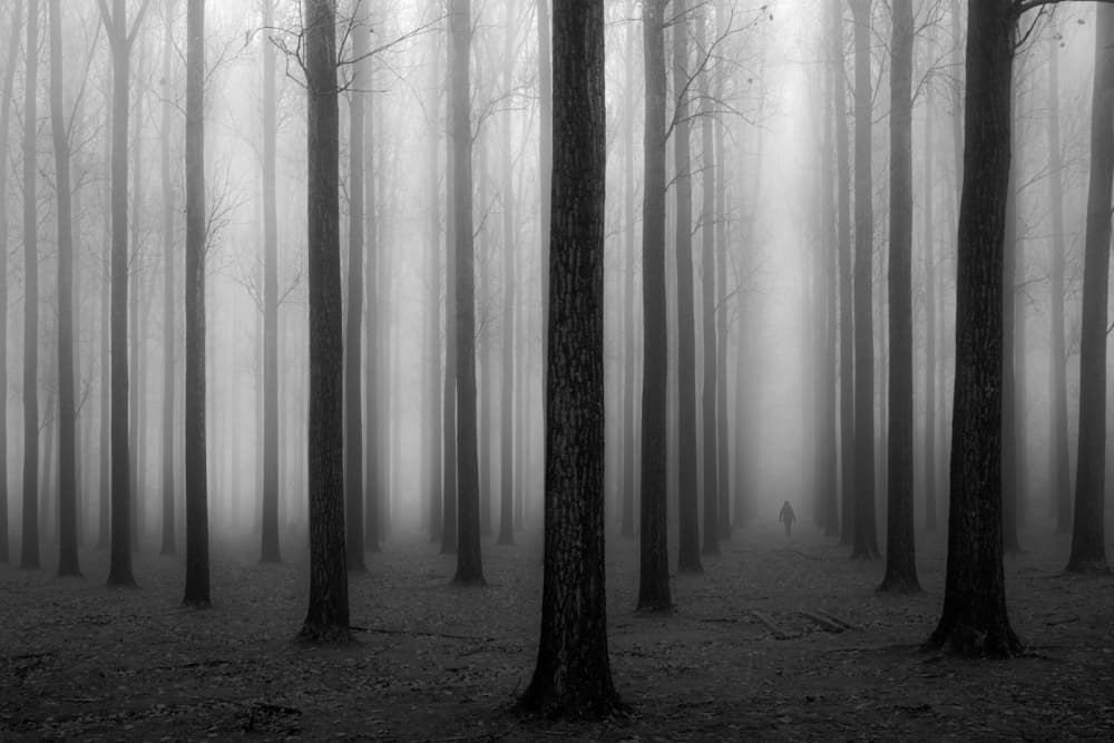 Mysterious Foggy Forest by Jochen Bongaerts — canvas wall art