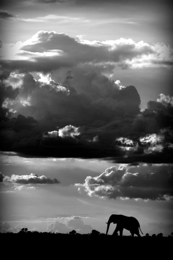 Dramatic Elephant Silhouette by WildPhotoArt — canvas wall art