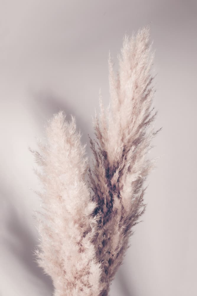 Soft Pampas Plumes by Old Artists Studio III — canvas wall art