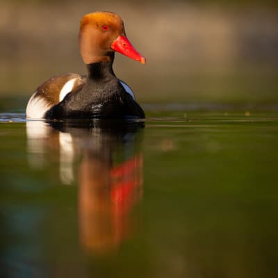 Robert Adamec