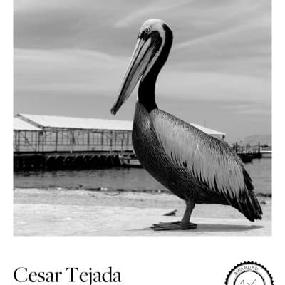Cesar Tejada