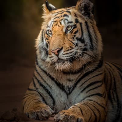 Abhinav Sharma